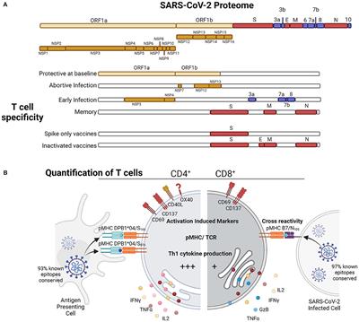 T Cells Targeting SARS-CoV-2: By Infection, Vaccination, and Against Future Variants